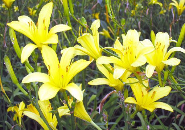 ����Ū�ʤ椦���������ȸƻҳ襤������