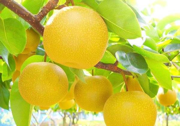 100ǯ°Ê¾å¤ÎÎò»Ë¤ò¸Ø¤ê¡¢¥¸¥å¡¼¥·¡¼¤Ç´Ạ̊˽á¤ÈɾȽ¤Êµ×Î±ÊÆ¥Ö¥é¥ó¥ÉŽ¢Æ£»³¤ÎÍüŽ£¤ò2¸Ä¤ªÅÚ»ºÉÕ¤ÇËþµÊ¢ö¡Ê¢¨¥¤¥á¡¼¥¸¡Ë