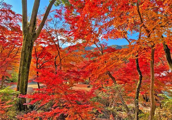 ����Τ�ߤ��� ���ı�ȥ����祦���Ǥ��벫�⿧�������Ƚ��Х�α�������ʳ����褯�Ф����
