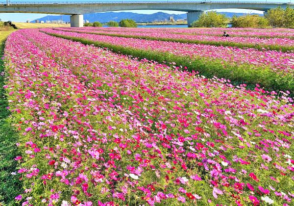 橋の上から見下ろしても、コスモス畑の中からみても両方美しい【小森野コスモス園】(※イメージ)