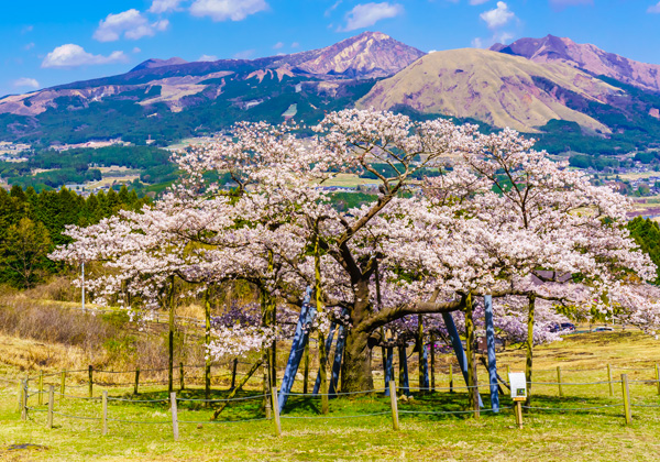 ���ɴѲ���