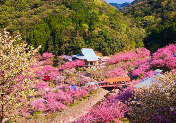 �쿴���ܤ����