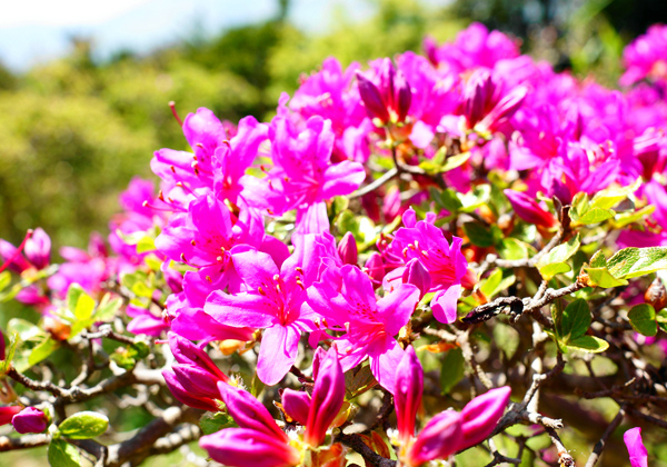 Àç¿ì¶®¥ß¥ä¥Þ¥¥ê¥·¥Þ