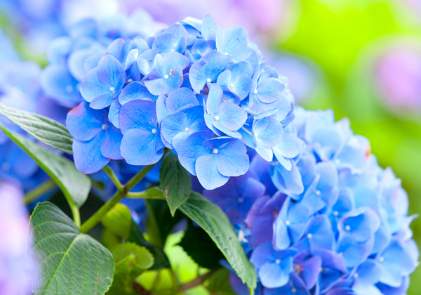 Ȭ�̻�����������ȿ��ڽ��в֤��礦�֤����ܤ��ˤ�ޥۥƥ��򤱤������Х�����